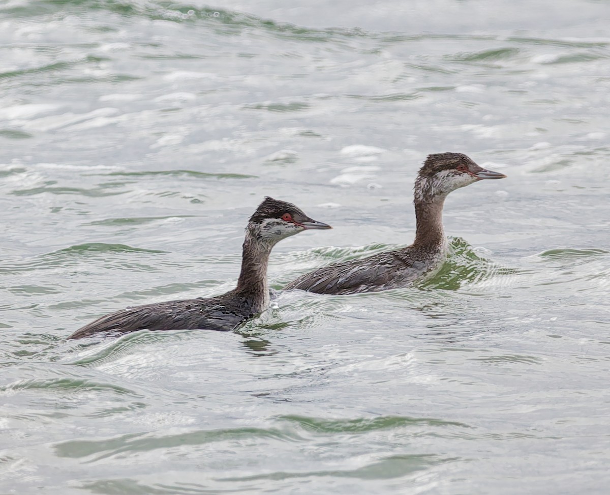 Horned Grebe - ML644648496