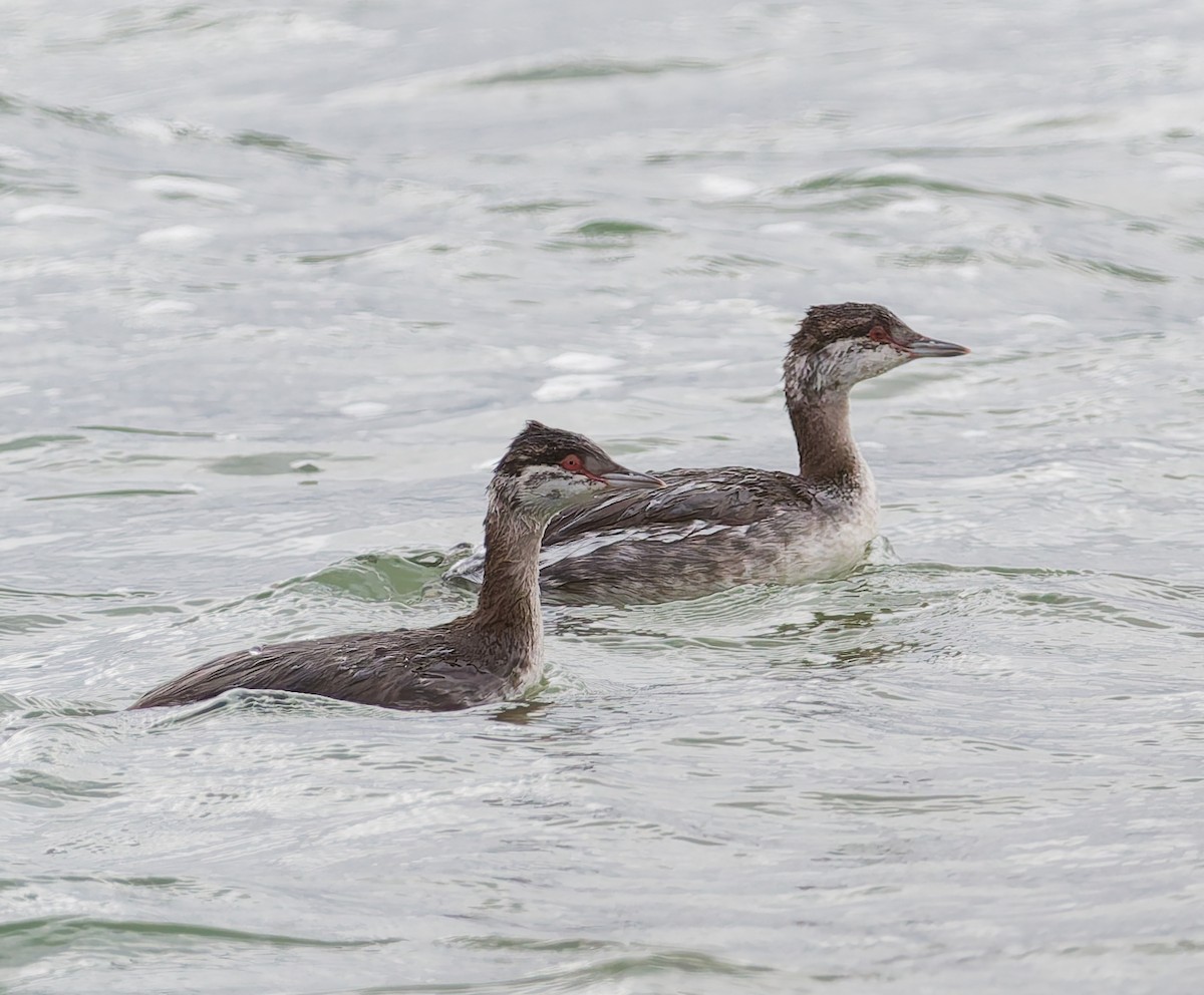 Horned Grebe - ML644648498