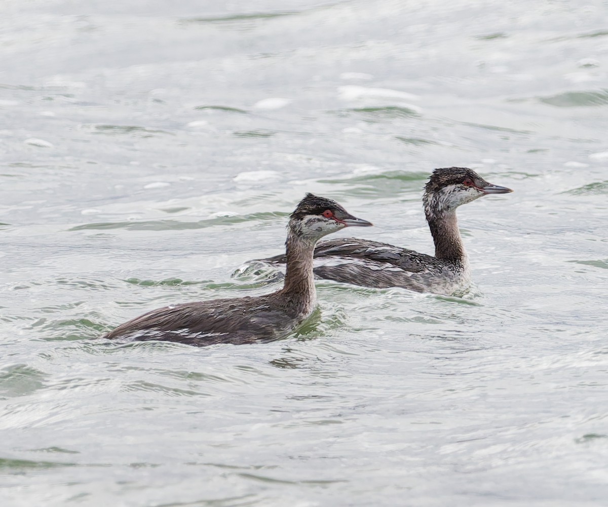 Horned Grebe - ML644648499