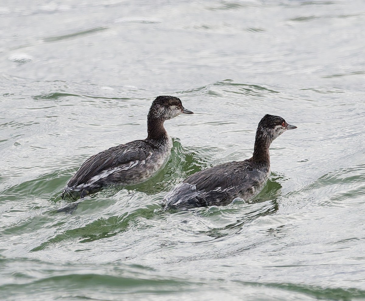 Horned Grebe - ML644648500