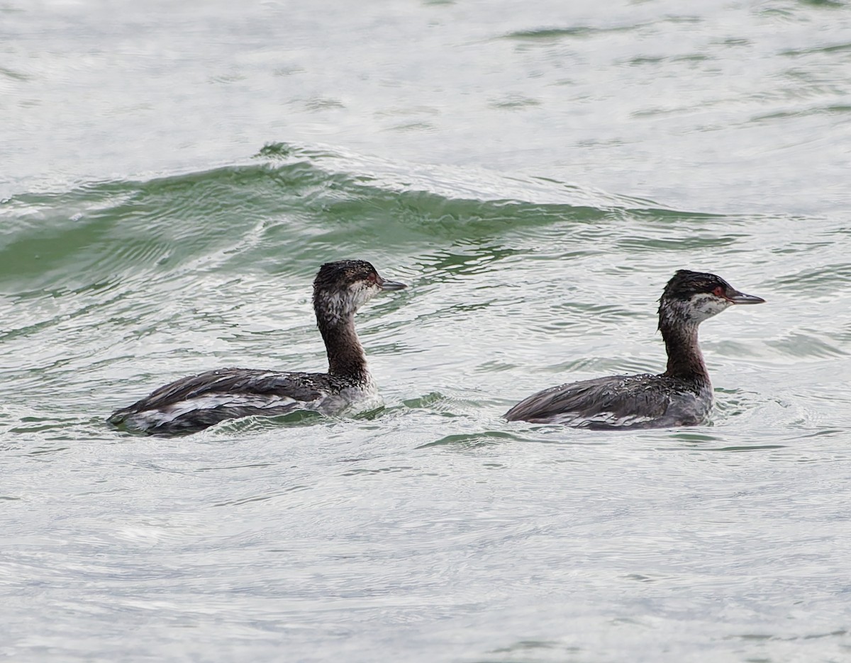 Horned Grebe - ML644648501