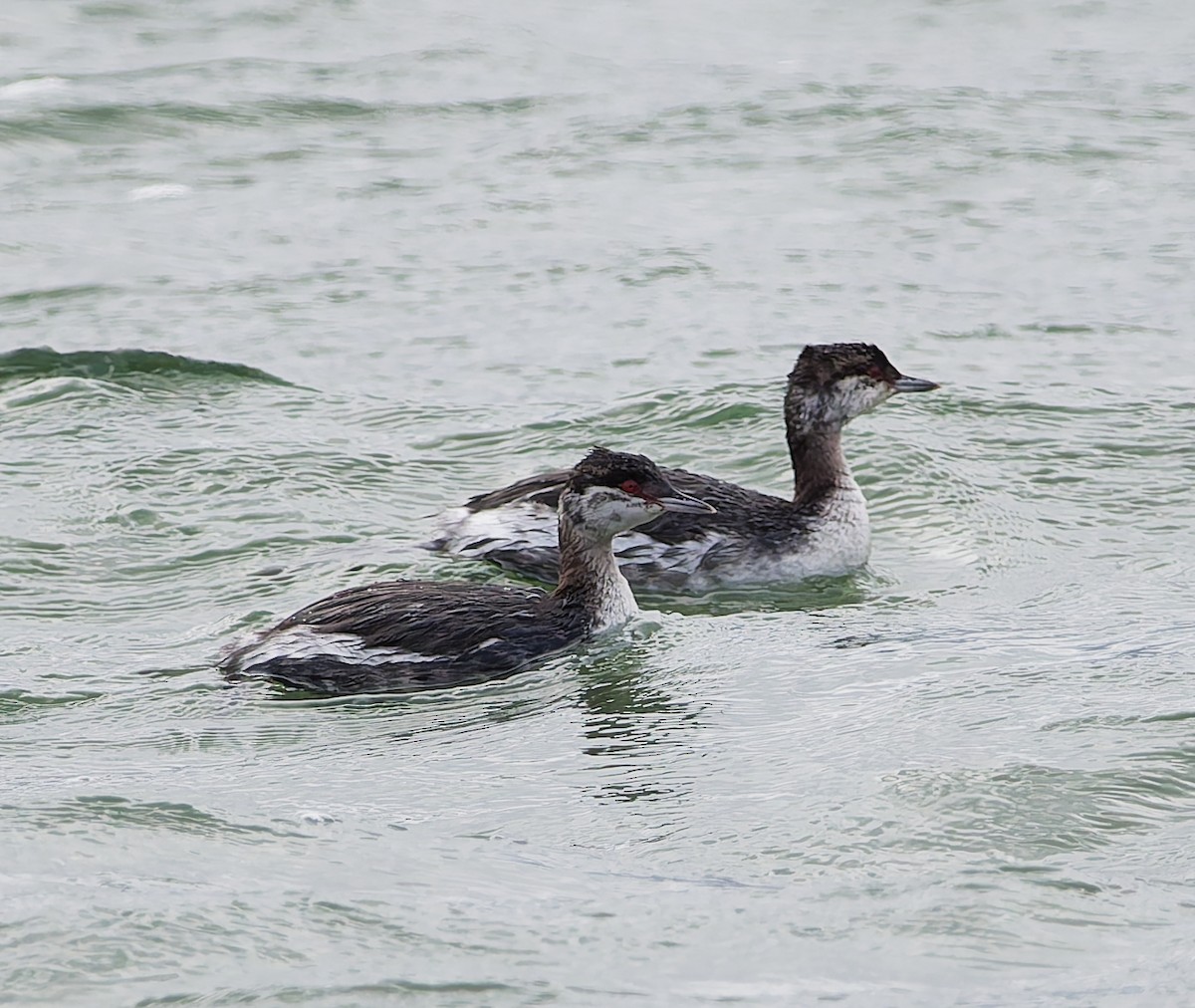 Horned Grebe - ML644648502