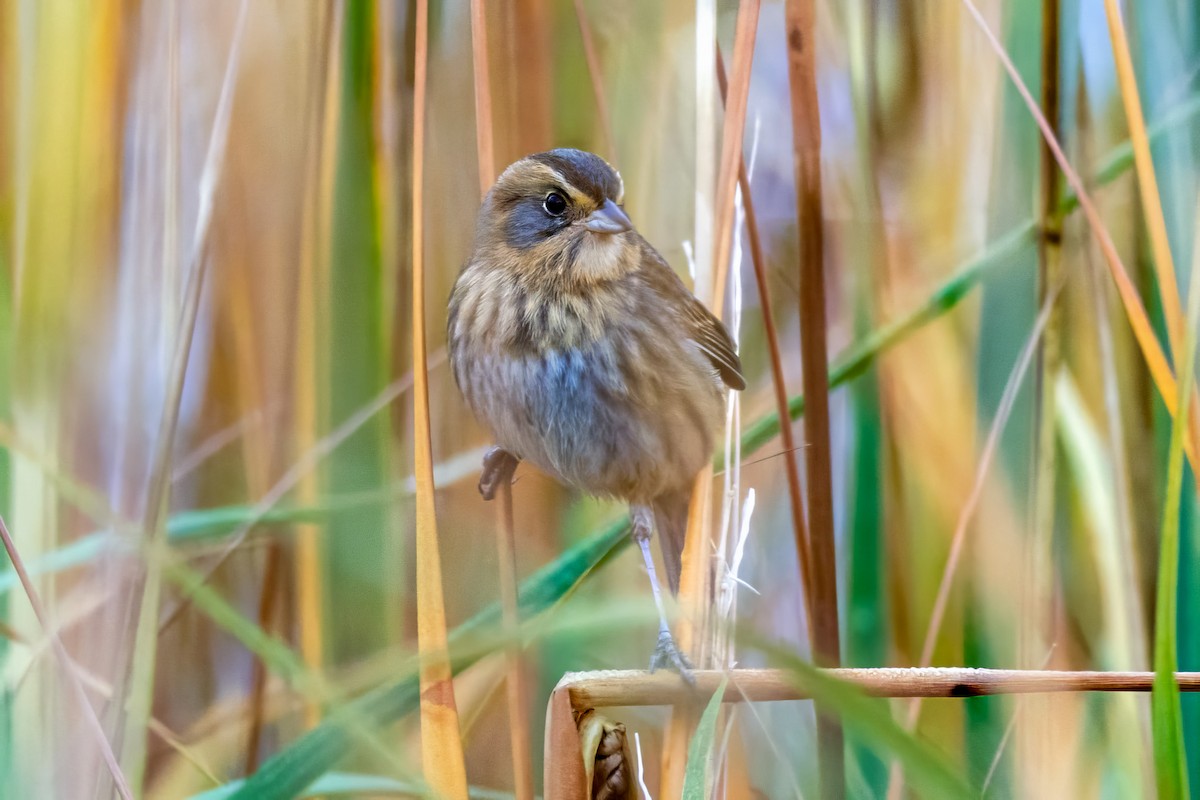 Nelson's Sparrow - ML644648518