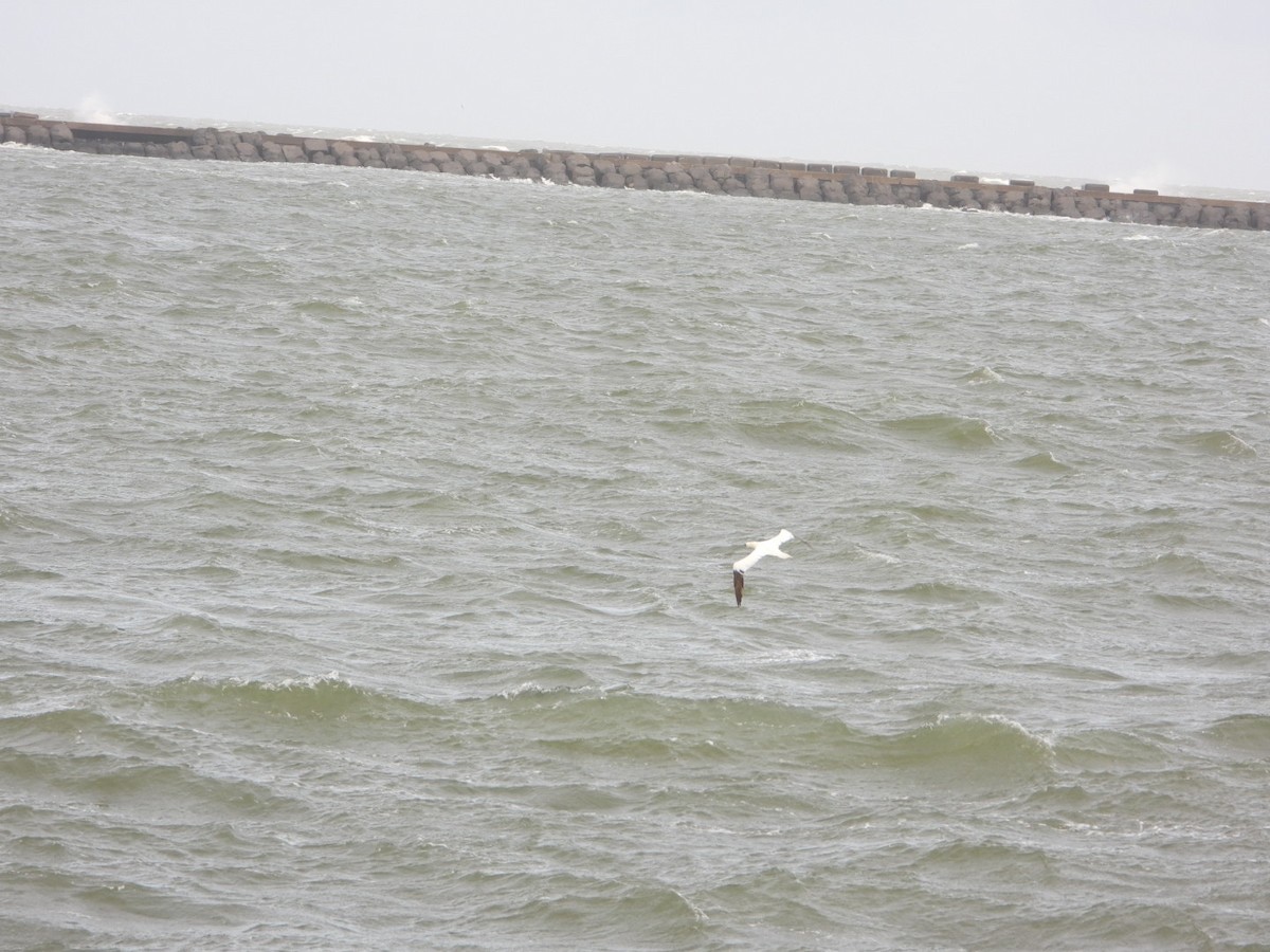 havsule - ML644648519