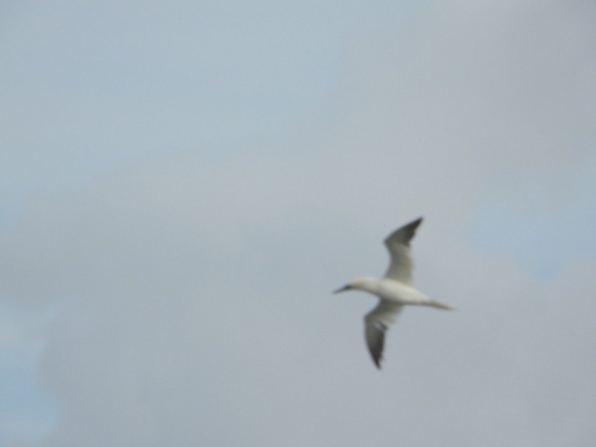 havsule - ML644648520