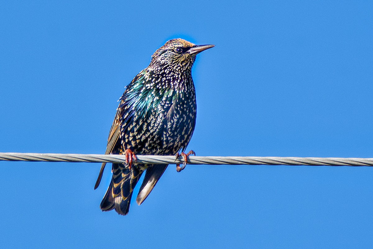 European Starling - ML644648523