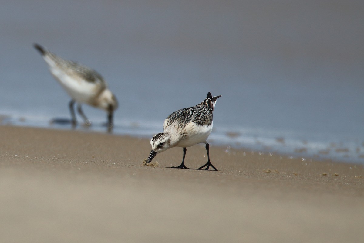 Песчанка - ML644648532