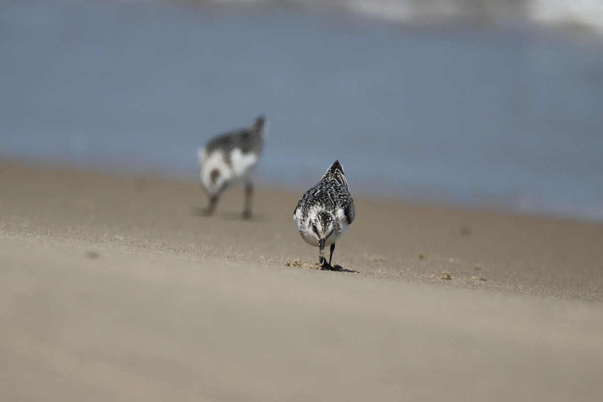 Песчанка - ML644648533