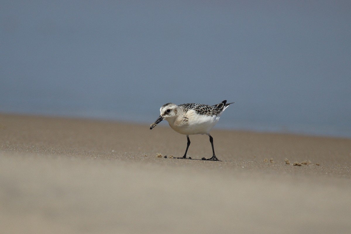 Песчанка - ML644648534