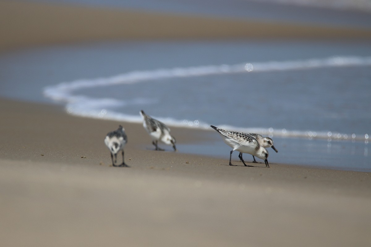 Песчанка - ML644648535