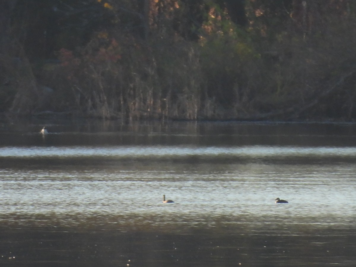 Red-necked Grebe - ML644648540