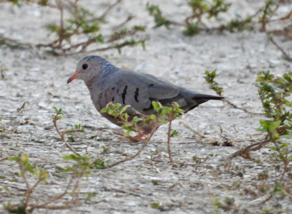 Common Ground Dove - ML644648554