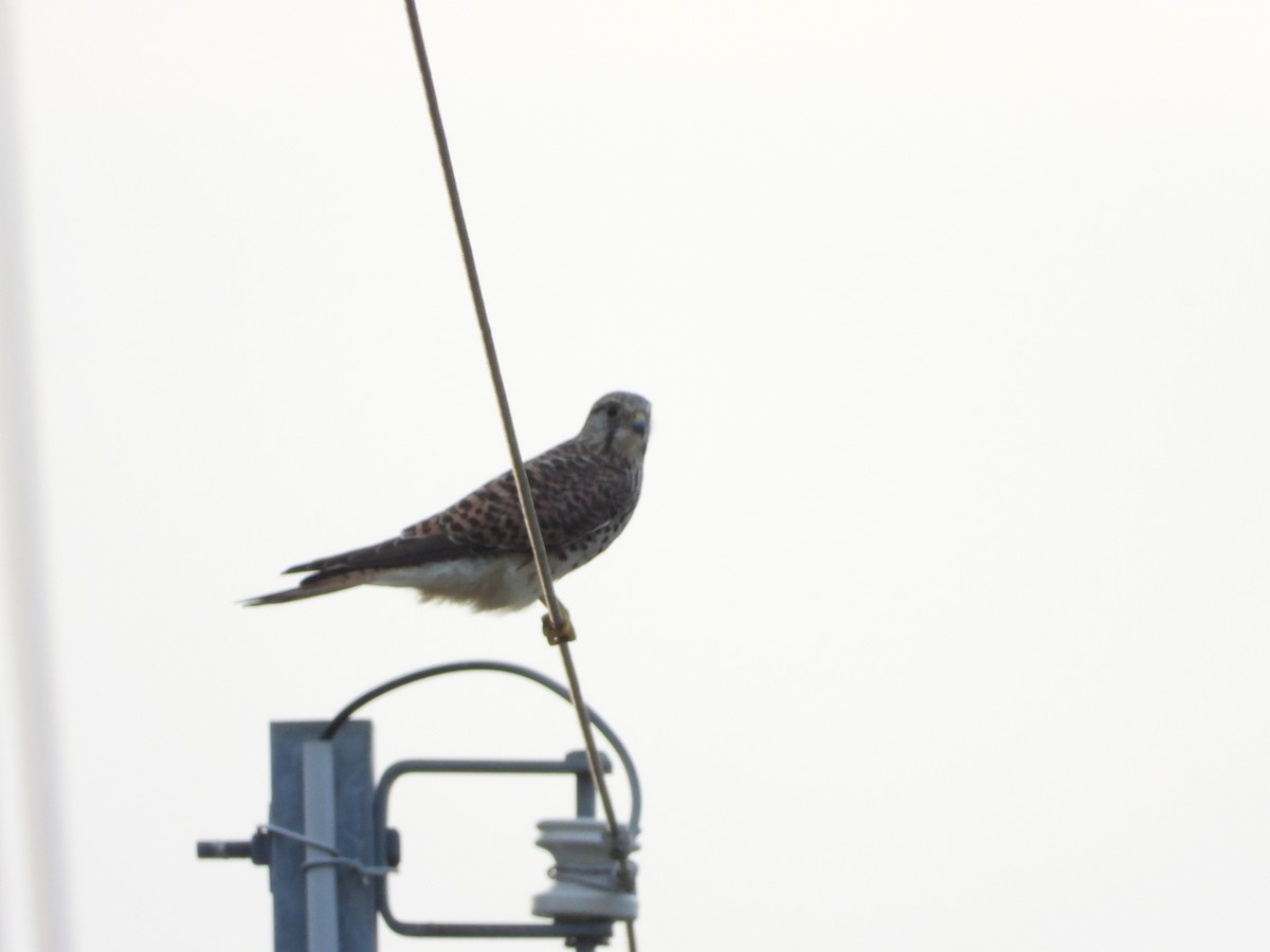 Eurasian Kestrel - ML644648556