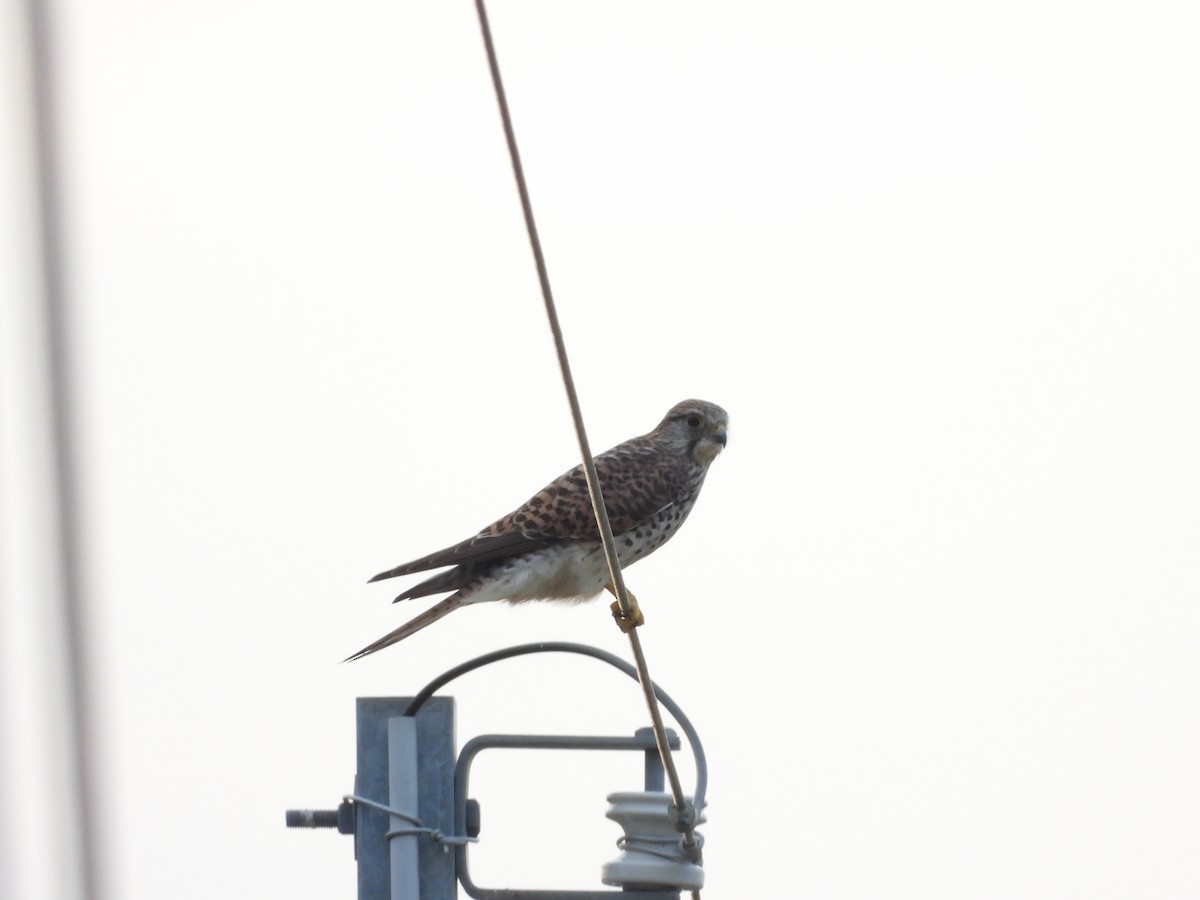Eurasian Kestrel - ML644648557