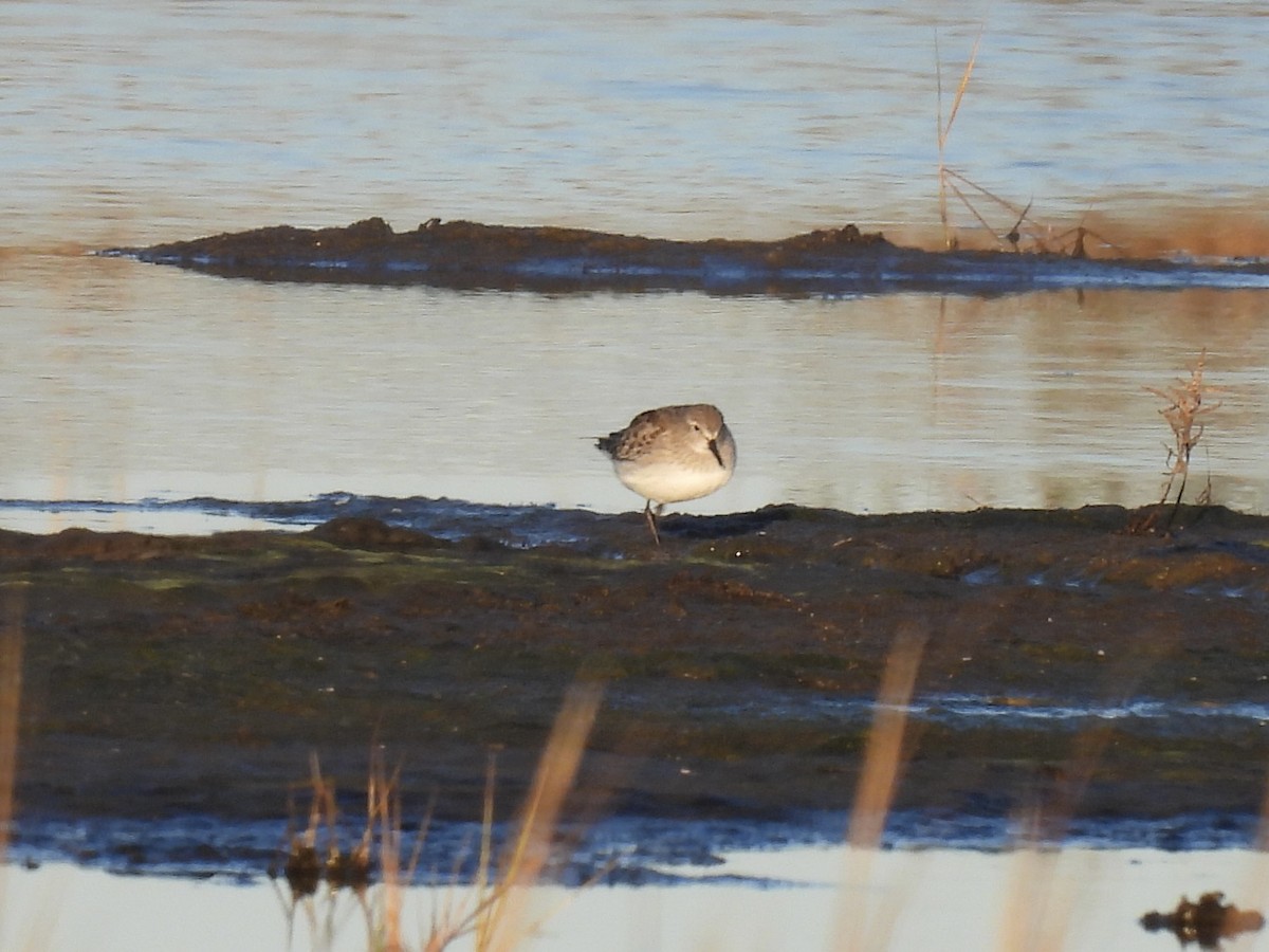 コシジロウズラシギ - ML644648565