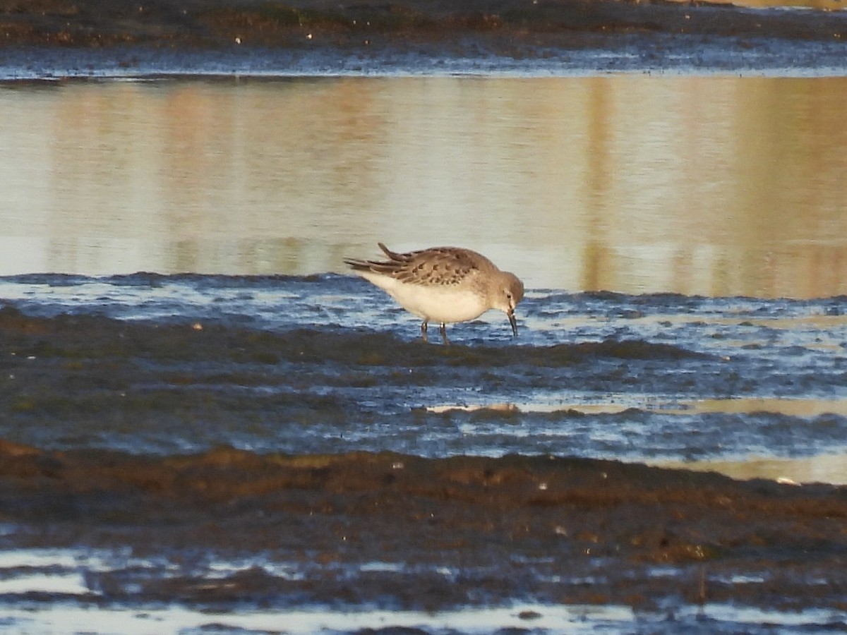 コシジロウズラシギ - ML644648566