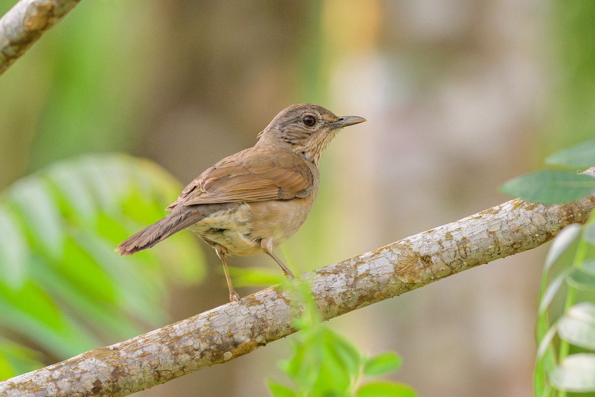 Pale-breasted Thrush - ML644648570