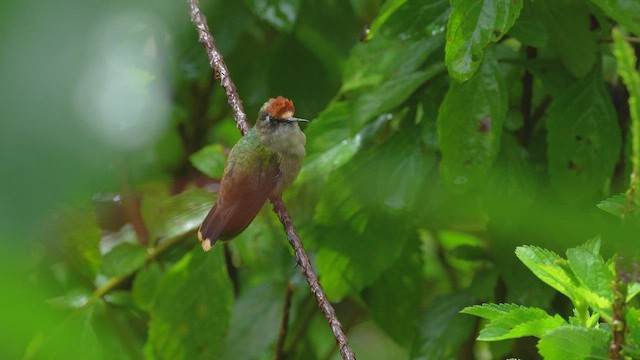 チャガシラハチドリ - ML644648571