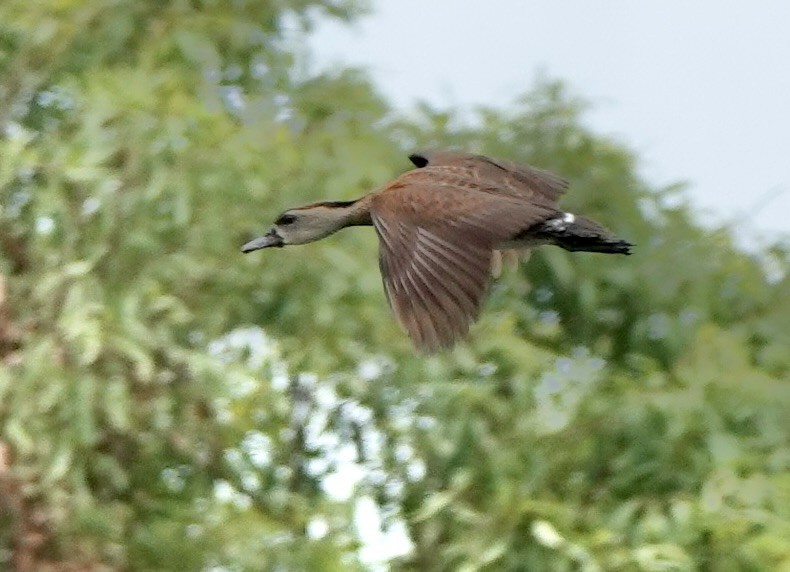 Spotted Whistling-Duck - ML644648572