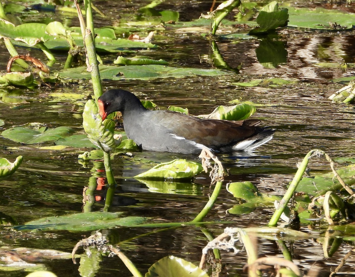 amerikasivhøne - ML644648576