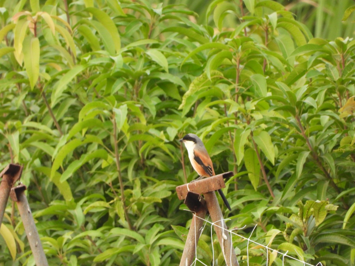 Long-tailed Shrike - ML644648579