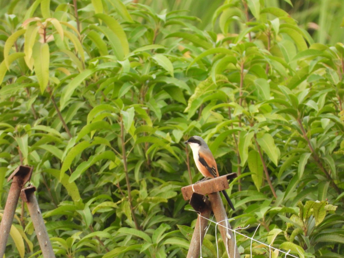 Long-tailed Shrike - ML644648580