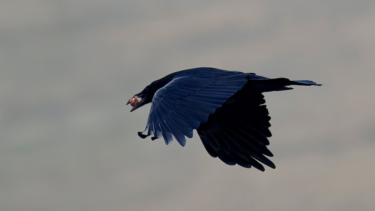 Common Raven - ML644648582