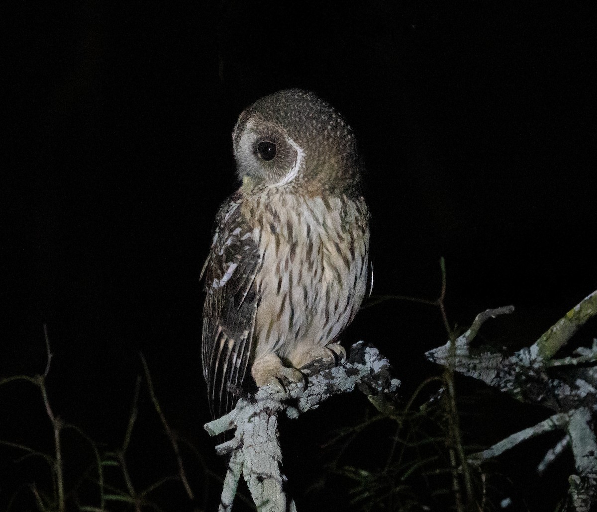 Mottled Owl - ML644648583