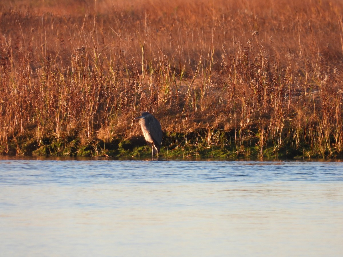 Great Blue Heron - ML644648594