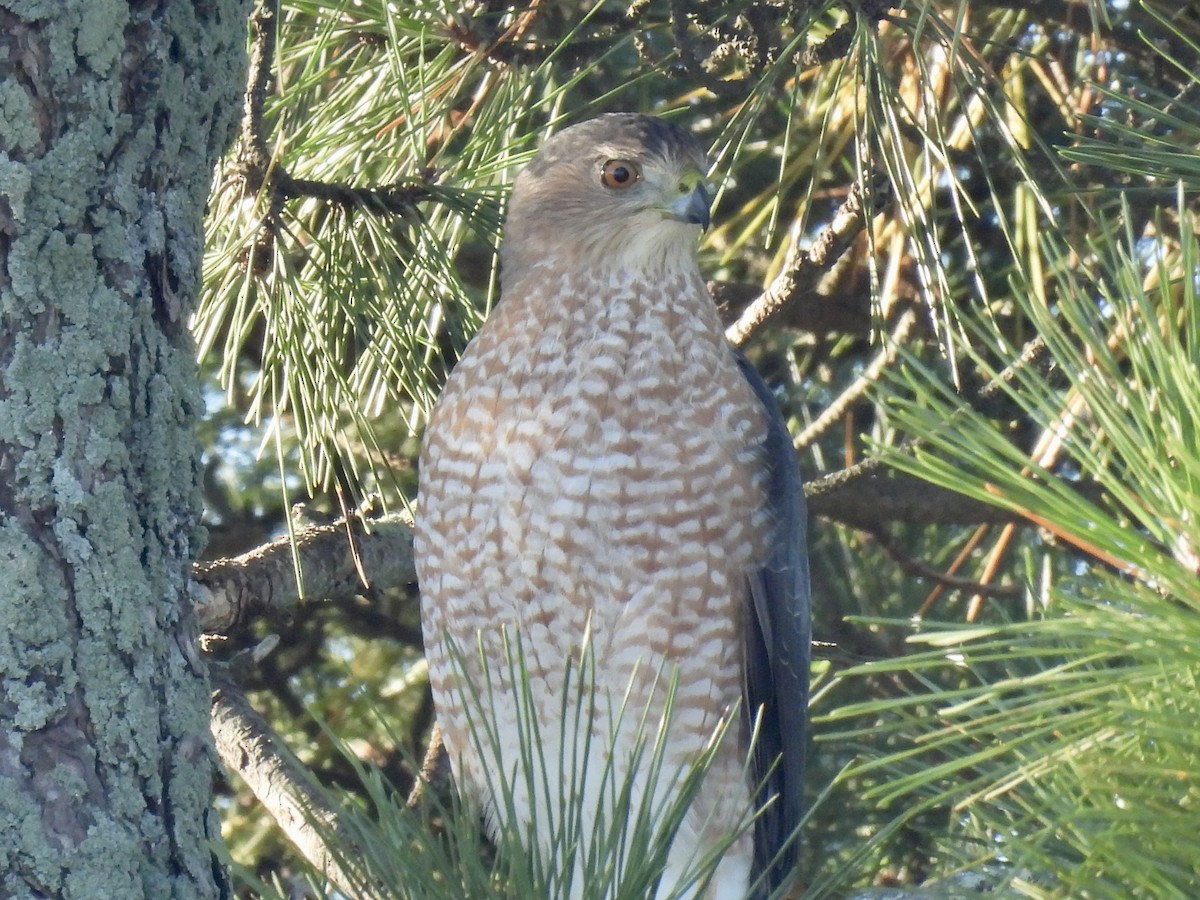 Cooper's Hawk - ML644648604