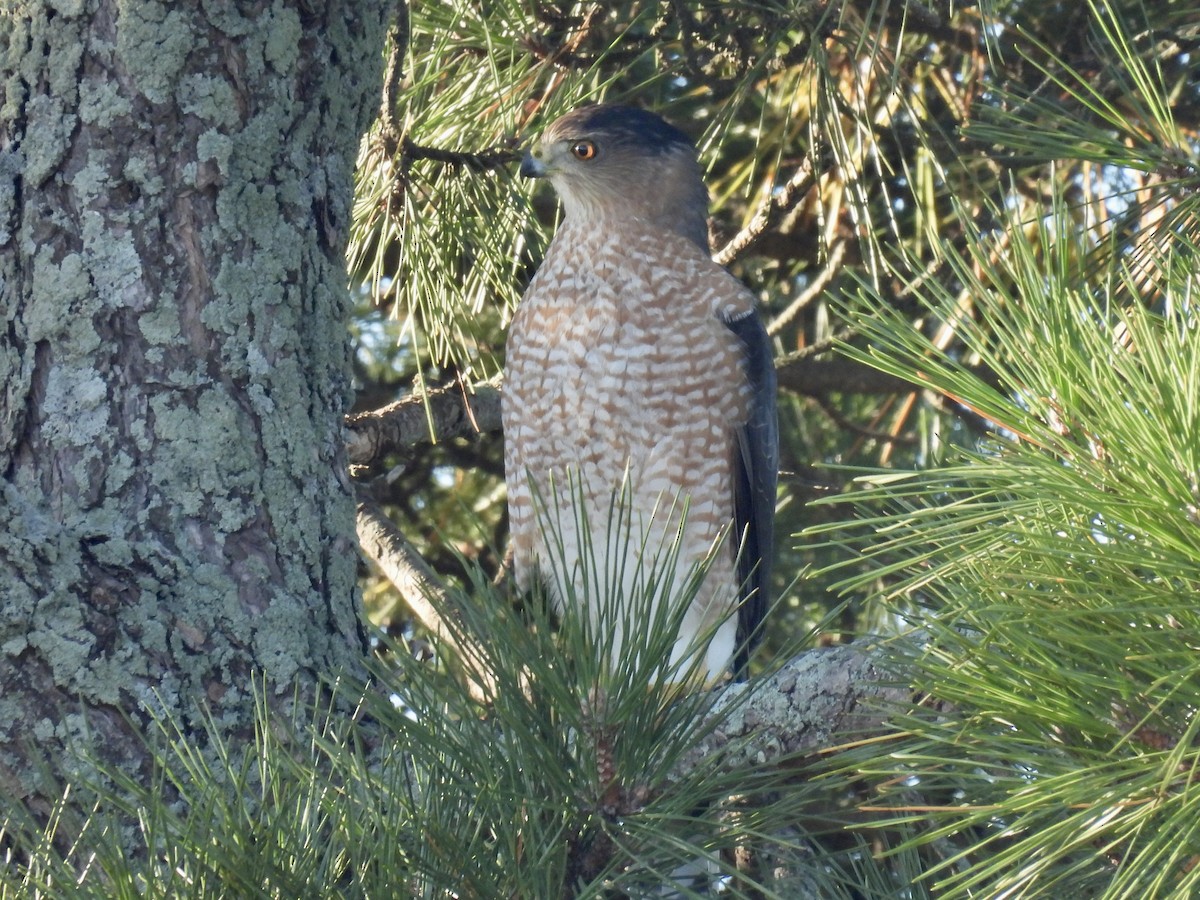 Cooper's Hawk - ML644648605