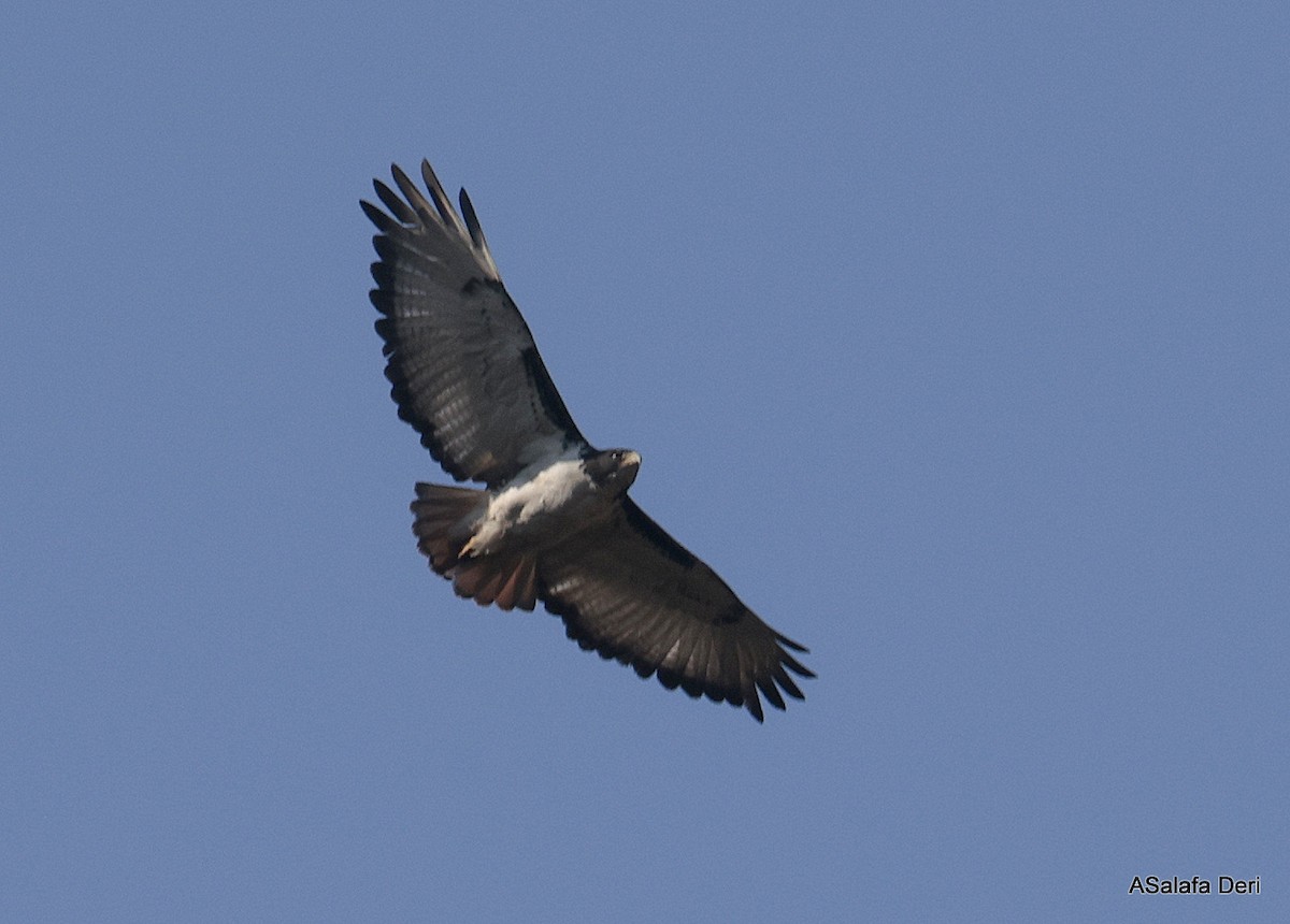 Augur Buzzard (Augur) - ML644648614