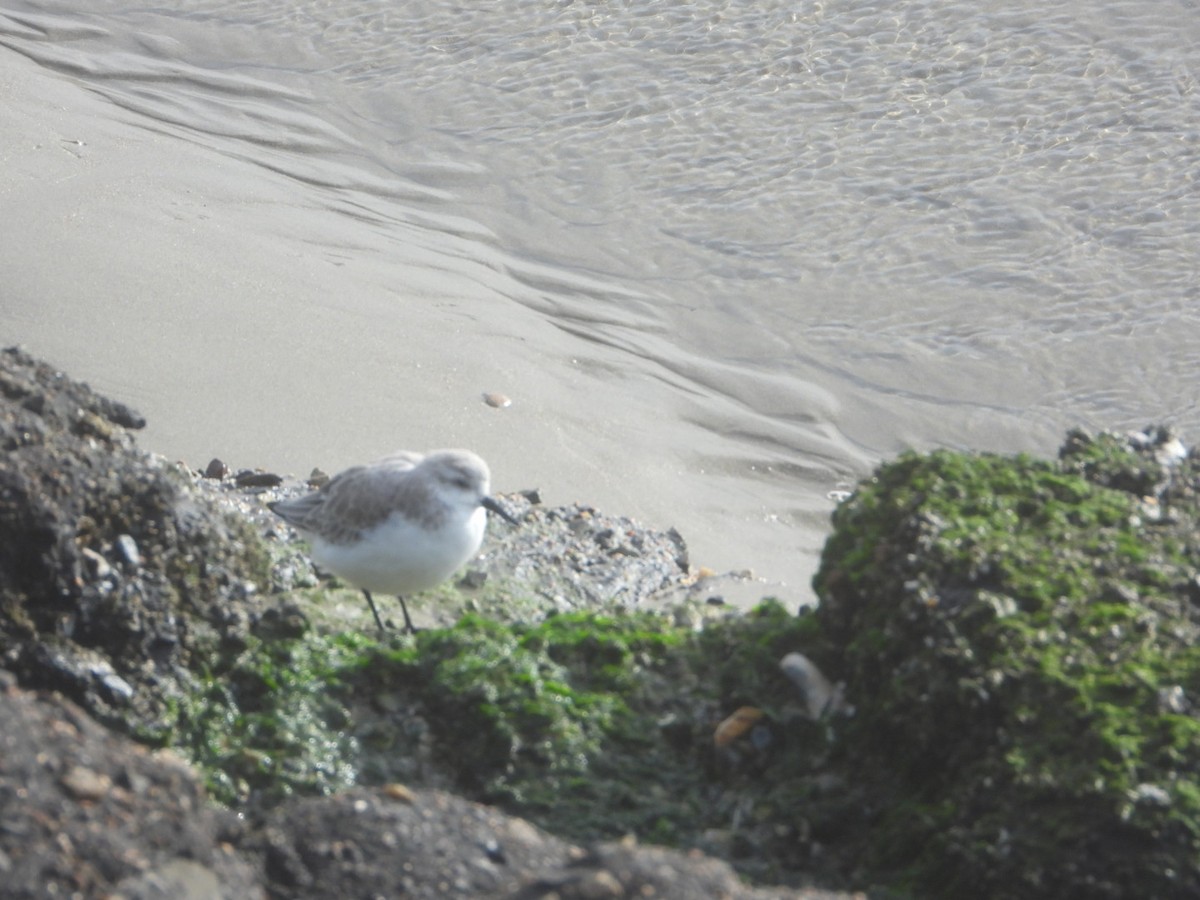 Песчанка - ML644648615