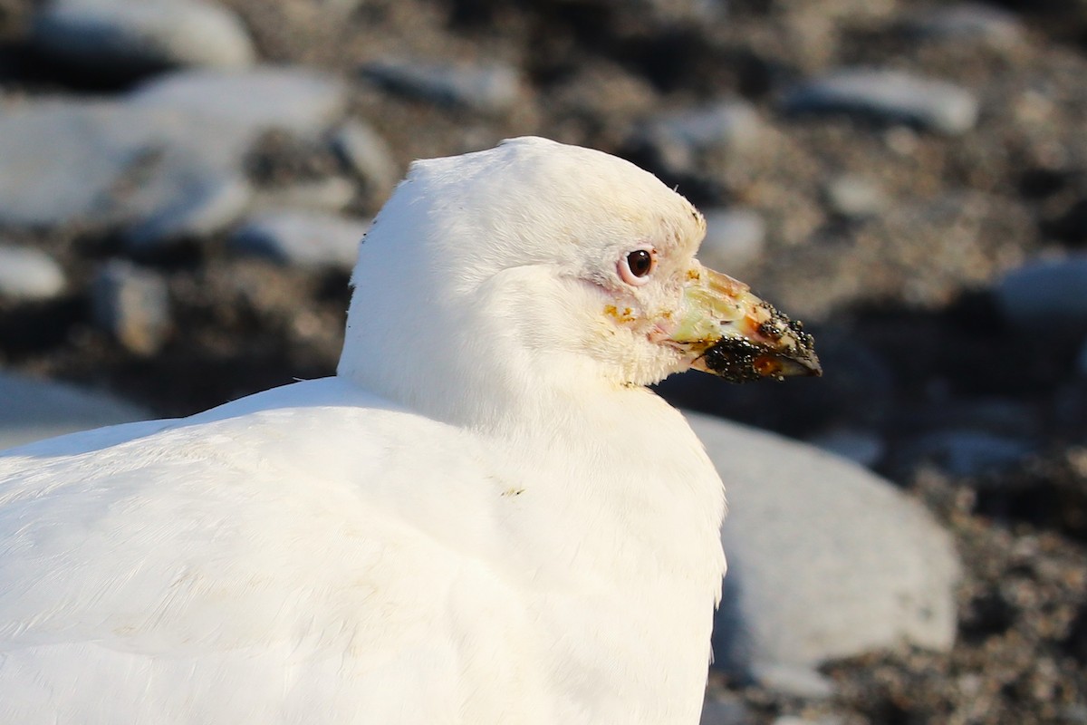 Snowy Sheathbill - ML644648621