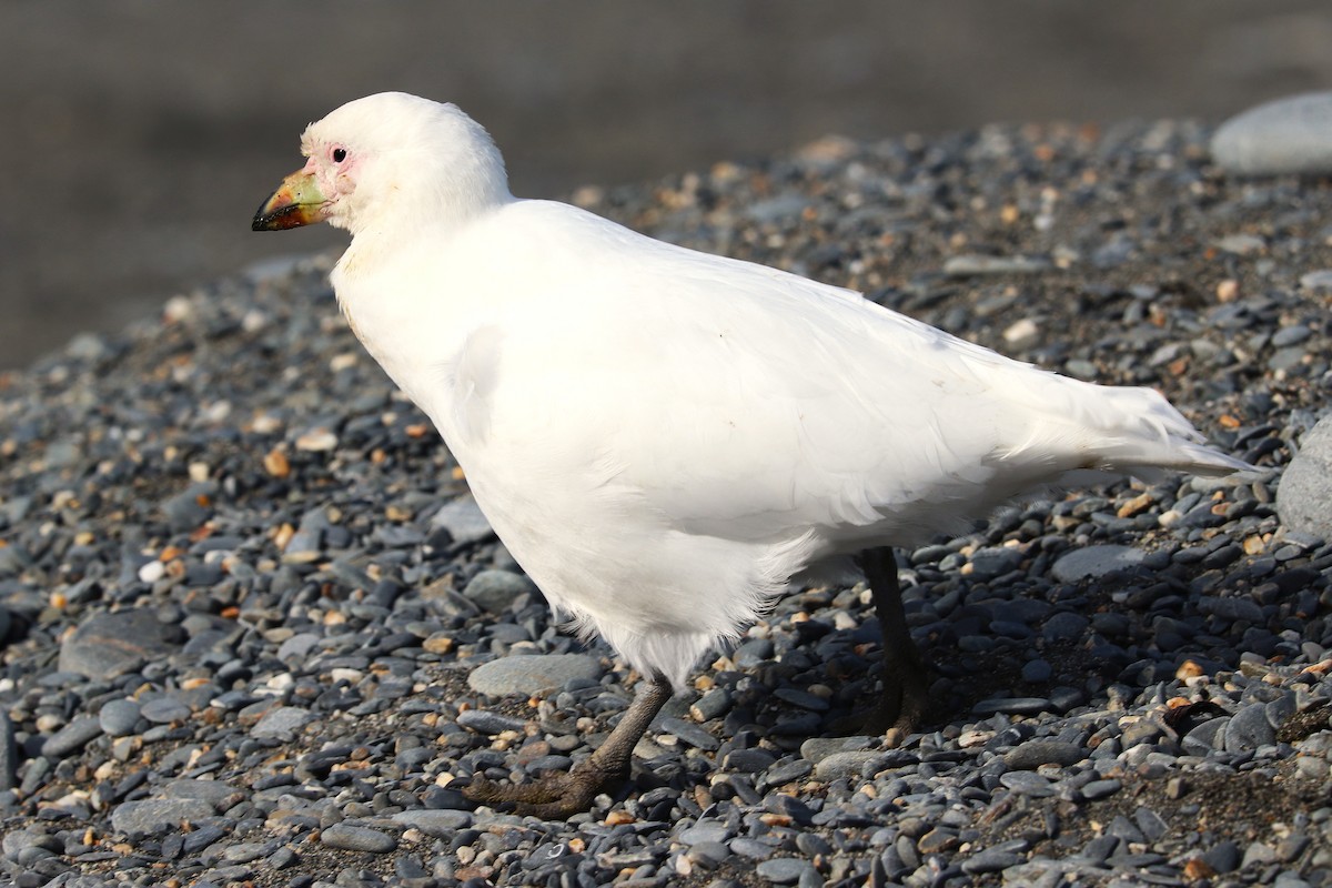 Snowy Sheathbill - ML644648622
