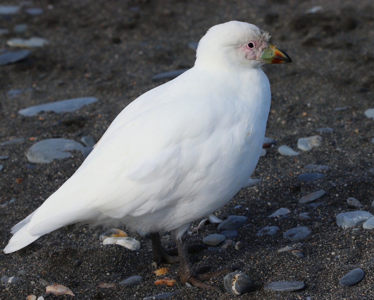 Snowy Sheathbill - ML644648624