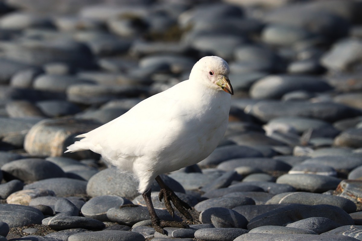 Snowy Sheathbill - ML644648626