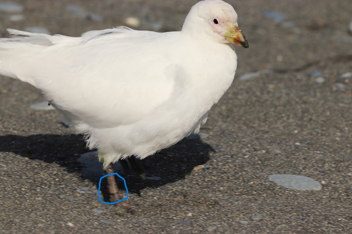 Snowy Sheathbill - ML644648627