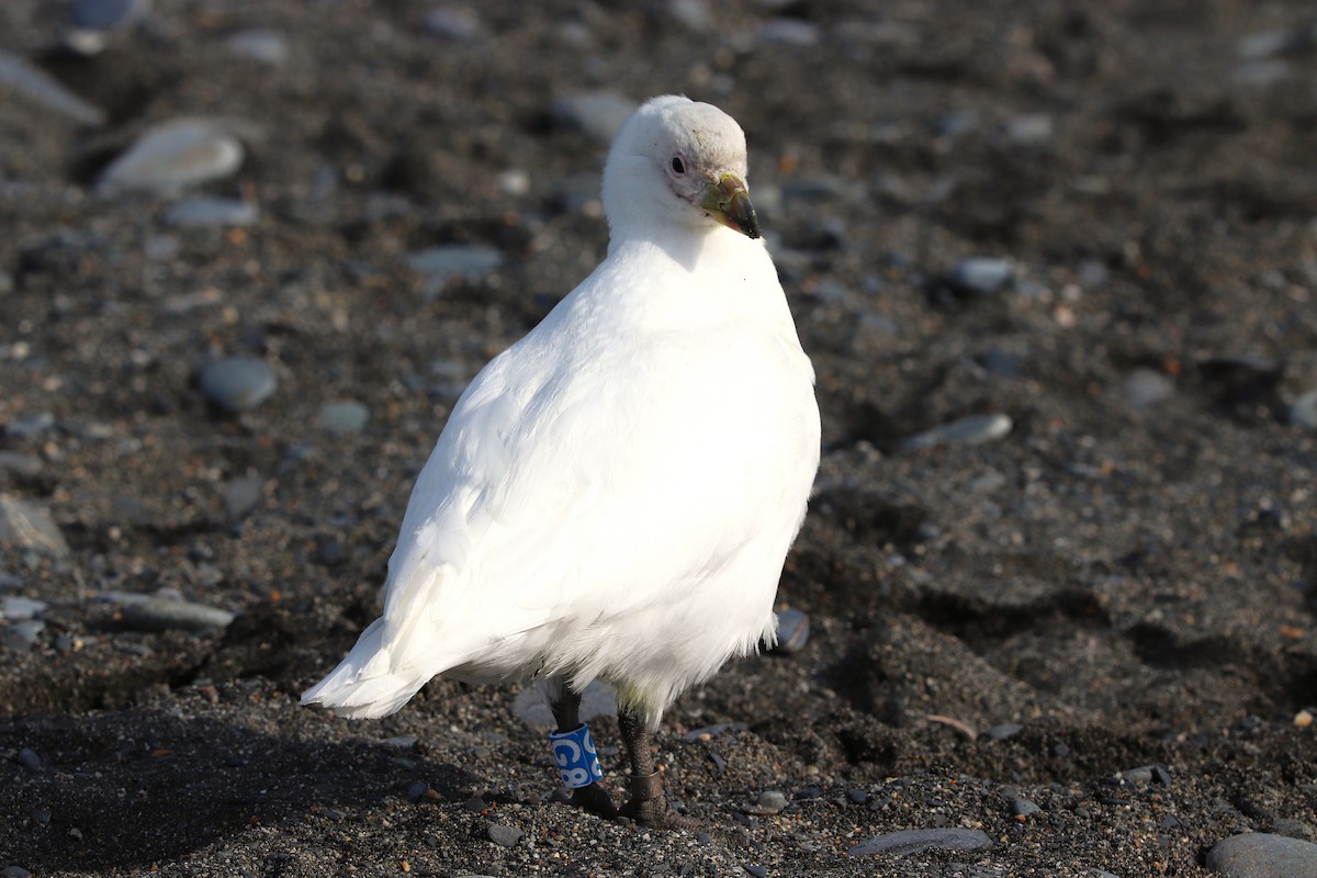 Snowy Sheathbill - ML644648628