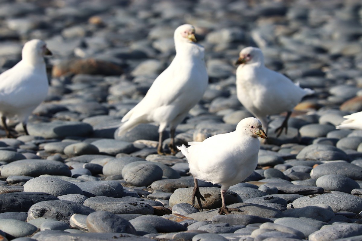Snowy Sheathbill - ML644648629