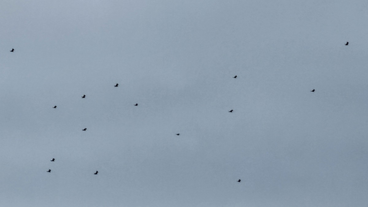 Turkey Vulture - Zachary Holderby