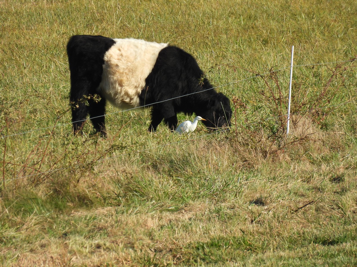 Western Cattle-Egret - ML644648638