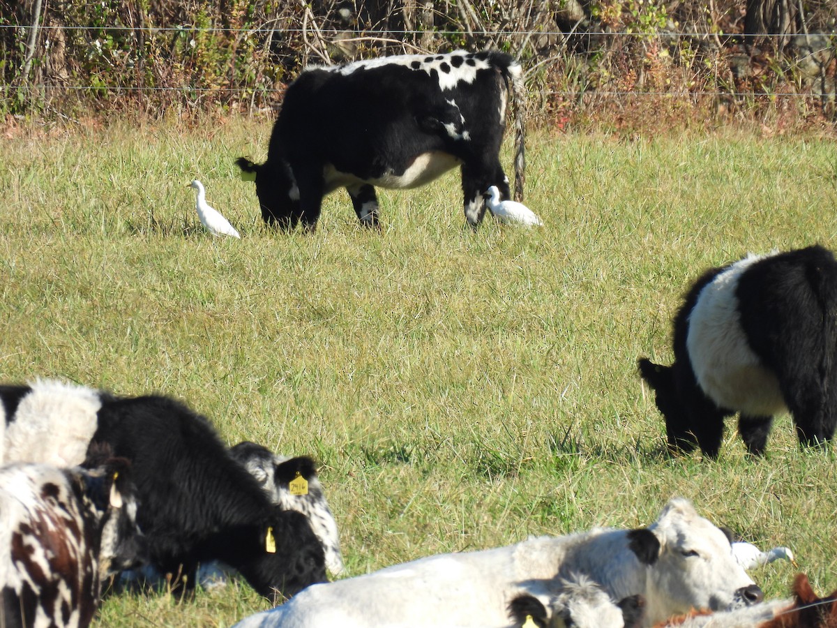 Western Cattle-Egret - ML644648639