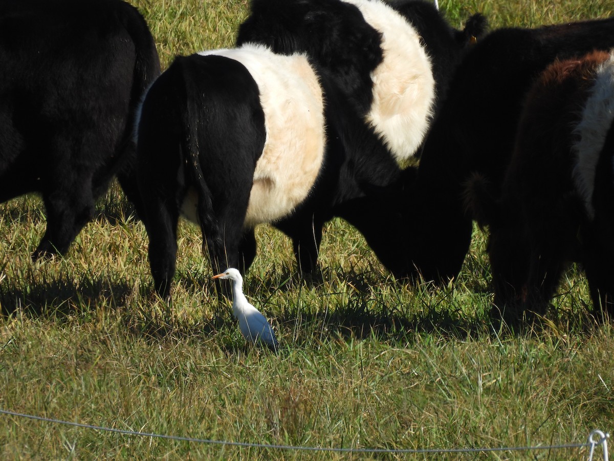 Western Cattle-Egret - ML644648640