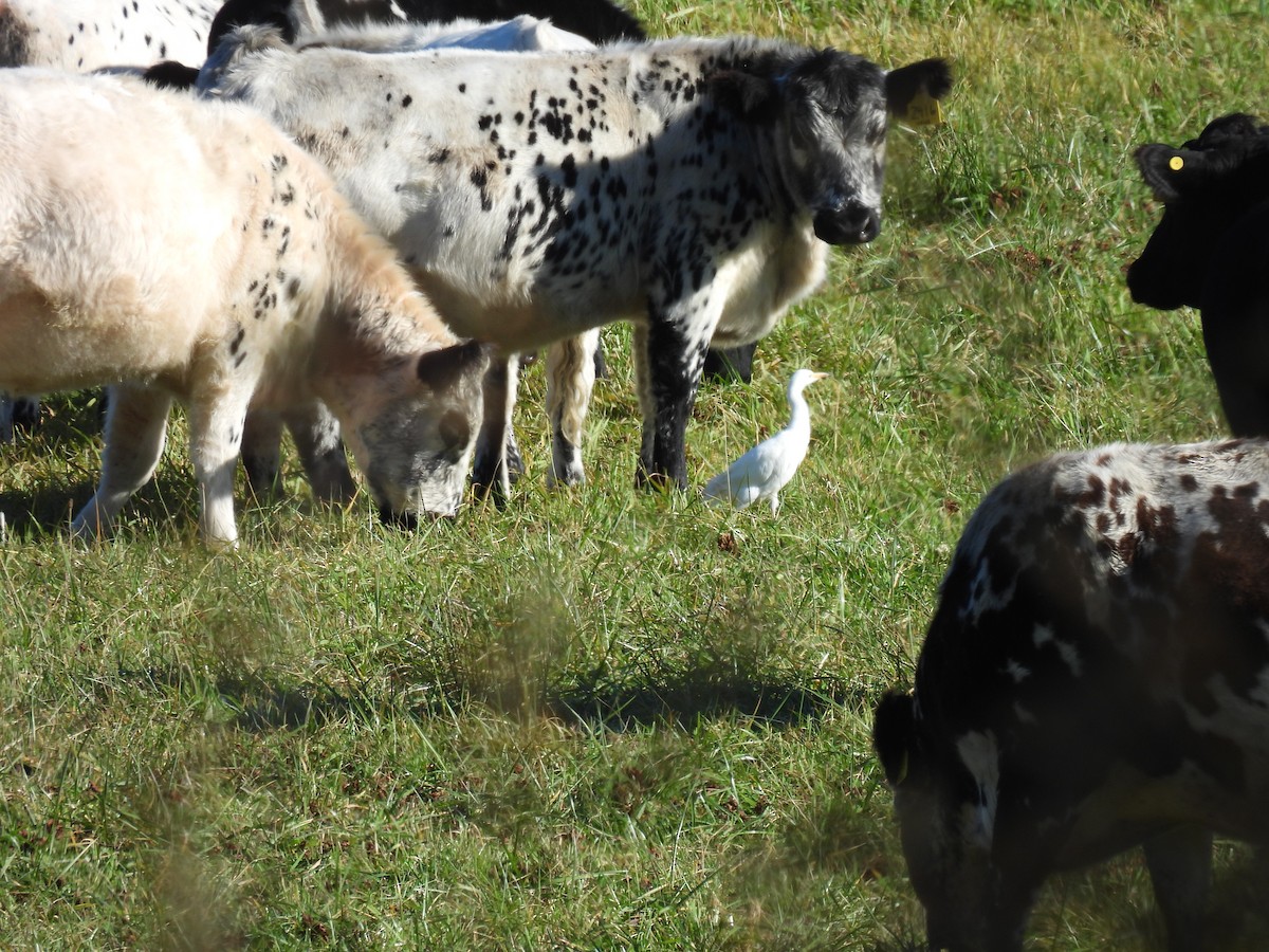 Western Cattle-Egret - ML644648641