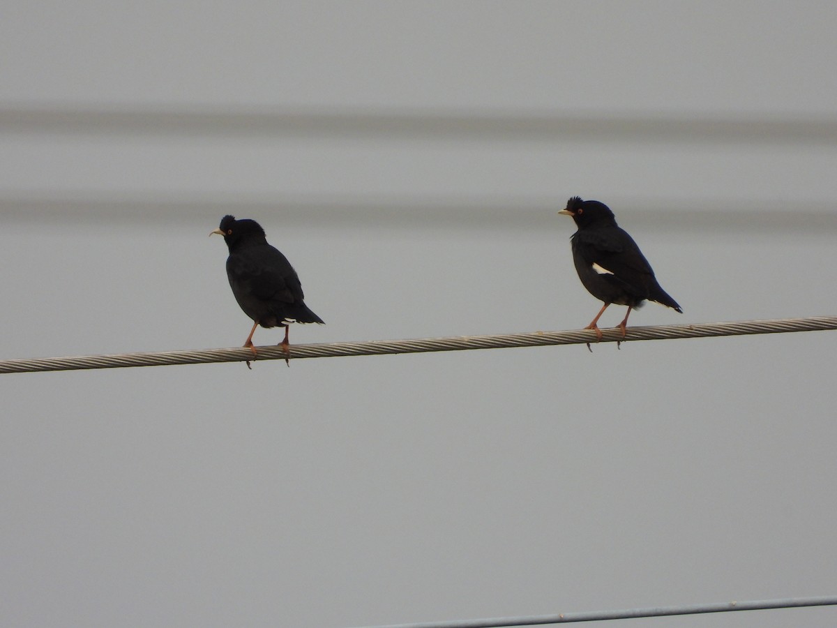 Crested Myna - ML644648652