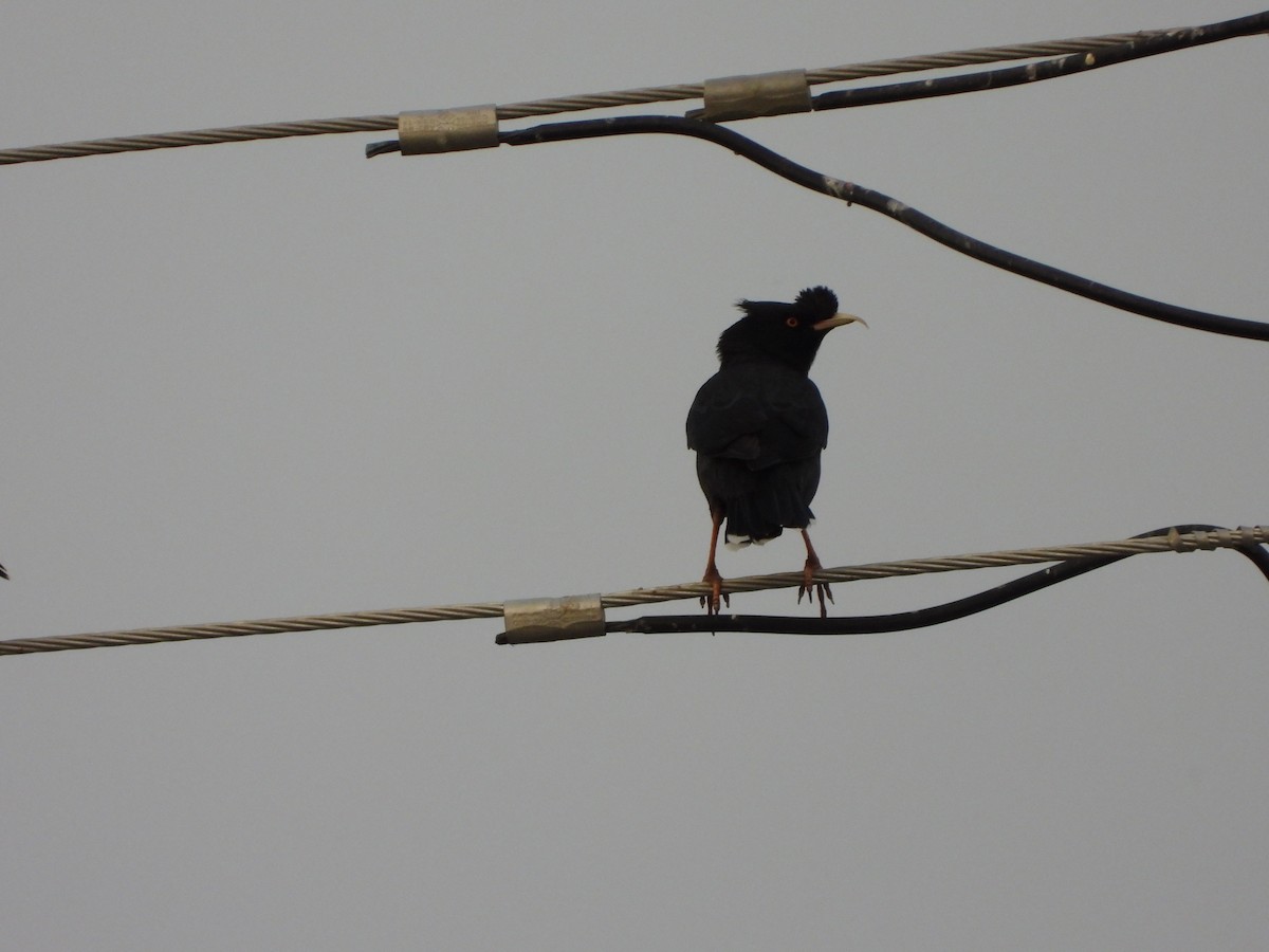 Crested Myna - ML644648653