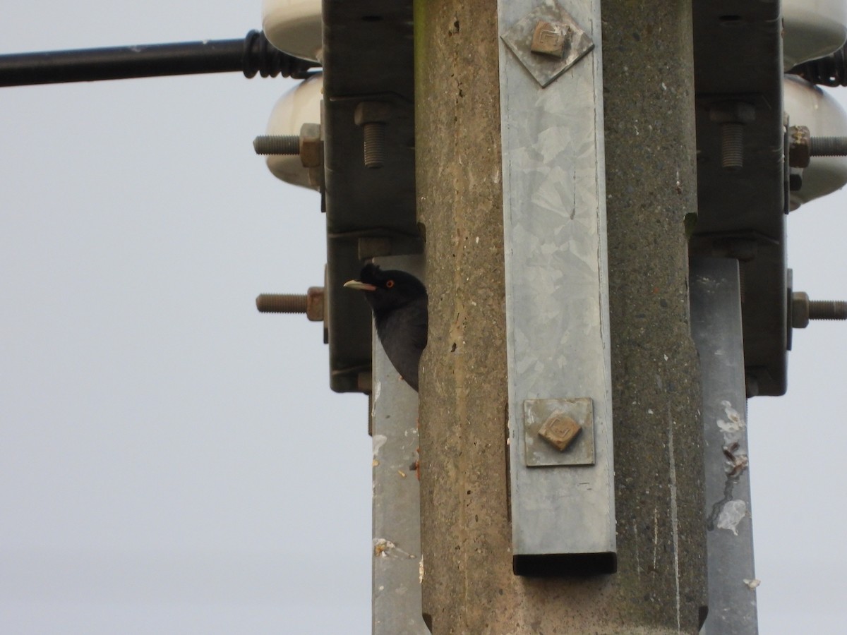 Crested Myna - ML644648654