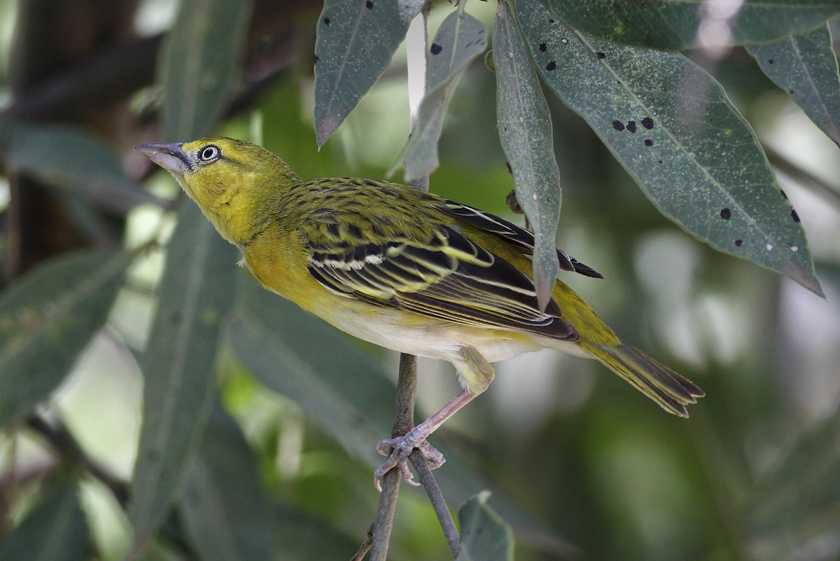 småmaskevever - ML644648671