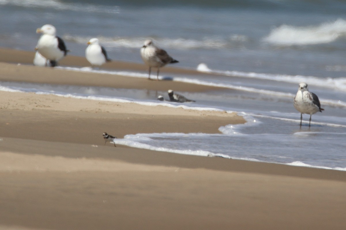 Semipalmated Plover - ML644648672